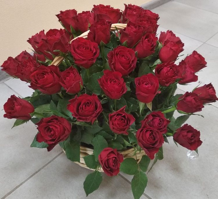 51 красная роза в корзине, Кения, 40см